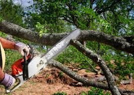 Reliable La Marque, TX Tree Services Solutions