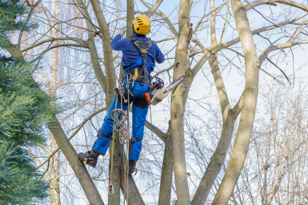 How Our Tree Care Process Works  in  La Marque, TX