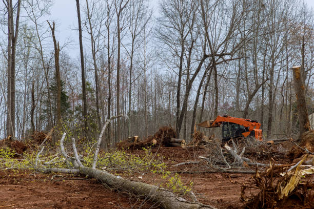  La Marque, TX Tree Services Pros