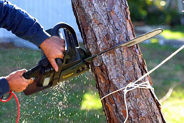 Best Leaf Removal  in La Marque, TX