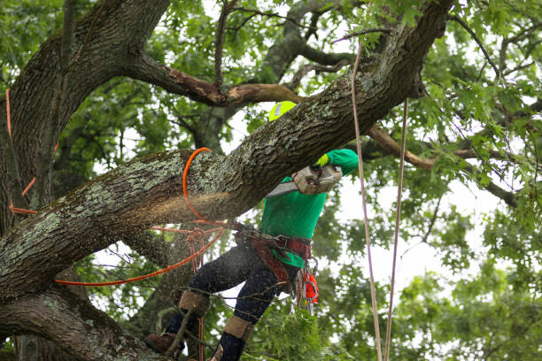 Seasonal Cleanup (Spring/Fall) in La Marque, TX