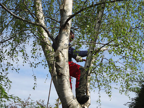 Best Root Management and Removal  in La Marque, TX