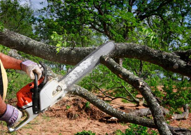 Best Tree Removal  in La Marque, TX